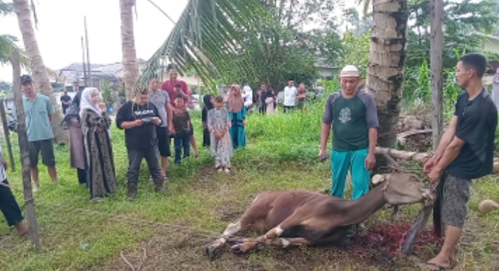 DI HARI RAYA IDHUL ADHA 1477 H   MUSHALLA AL-MUHARRAM  POTONG HEWAN QURBAN.